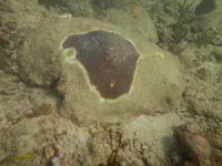 Newly discovered probiotic could protect Caribbean corals threatened by deadly, devastating disease 2