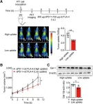 Newly identified PET biomarker predicts success of immune checkpoint blockade therapy