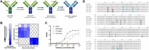 Next-gen cell-penetrating antibodies for tumor targeting and RAD51 inhibition