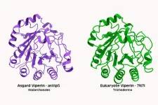 Next time you beat a virus, thank your microbial ancestors