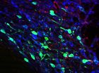 NIDA researchers confirm important brain reward pathway