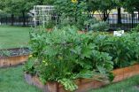 NIFA grant aims to assure food safety in urban gardens of Detroit