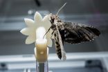 Night vision in tune with nature in hovering hawkmoths