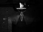 Night vision in tune with nature in hovering hawkmoths 3