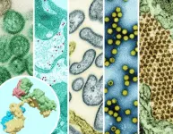 NIH awards establish pandemic preparedness research network