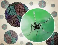 NIH-funded clinical trial will evaluate new dengue therapeutic