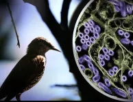 NIH officials assess threat of H5N1