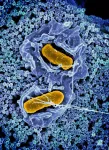 NIH scientists find that salmonella use intestinal epithelial cells to colonize the gut