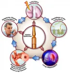 NIH study shows hyaluronan is effective in treating chronic lung disease