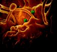 NIH study supports camels as primary source of MERS-CoV transmission