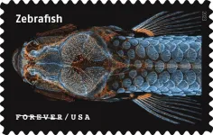 NIH zebrafish research included in US Postal Service’s “Life Magnified” stamps