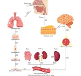 Nipah virus: epidemiology, pathogenesis, treatment, and prevention