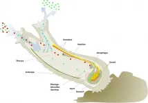 NIST, collaborators develop new method to better study microscopic plastics in the ocean