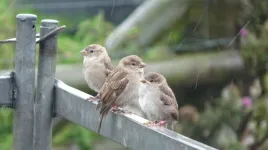 No incentive for older birds to make new friends