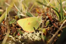 No insect crisis in the Arctic - yet