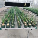 No more crying over rotting onions? Researchers gain insight into bacteria threatening Vidalia onion production 2