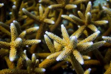 No northern escape route for Floridas coral reefs