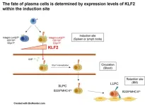 No place like home—how proteins that plasma cells express at their origin affect migration