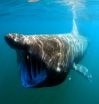 NOAA designates the eastern North Pacific basking shark a species of concern