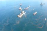 NOAA led study: Crude oil causes developmental abnormalities in large marine fish