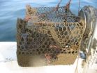 NOAAs Marine Debris Program reports on the national issue of derelict fishing traps