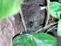 Noble false widow spider found preying on pygmy shrew 2