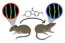 Non-hallucinogenic psychedelic analog reverses effects of stress in mouse study