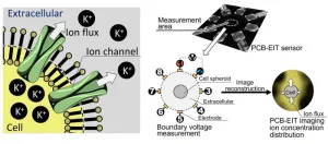 Non-invasive imaging of spatiotemporal ion distribution across cell membranes