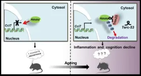 Noncoding RNA Terc-53 and hyaluronan receptor Hmmr regulate aging in mice