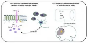 Normally harmless cell molecule triggers neuron death