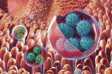 Norovirus clusters are resistant to environmental stresses and UV disinfection, new study finds