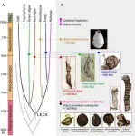 North China fossils show eukaryotes first acquired multicellularity 1.63 billion years ago 2