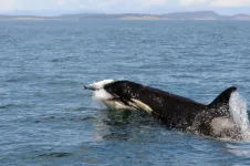 Northern and southern resident orcas hunt differently, which may help explain the decline of southern orcas