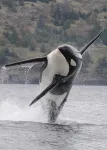 Northern and southern resident orcas hunt differently, which may help explain the decline of southern orcas 2