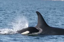 Northern and southern resident orcas hunt differently, which may help explain the decline of southern orcas 3