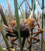 Northern coastal marshes more vulnerable to nutrient pollution