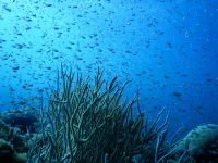 Northern Red Sea corals live close  to the threshold of resistance to cold temperatures