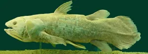 Not a living fossil: How the Coelacanth recently evolved dozens of new genes