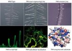 Not just another brick in the (plant cell) wall