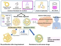 Novel and promising pancreatic cancer organoids for effective screening of anticancer drugs