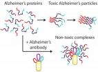 Novel antibodies for combating Alzheimers and Parkinsons disease