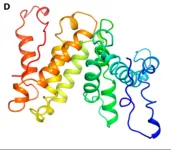 Novel biomimetic polypeptides activate tumor-infiltrating macrophages, offering hope for cancer therapy