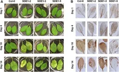 Novel effector biology research provides insights into devastating citrus greening disease