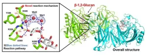 Novel enzyme family could provide insights into bacterial pathogenicity