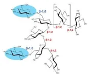 Novel enzyme family could provide insights into bacterial pathogenicity 2