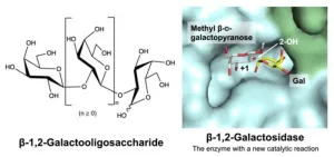 Novel enzyme found in gut bacteria could revolutionize prebiotic research