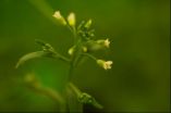 Novel genetic mechanism protects plants from toxic zinc 2