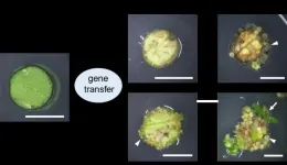 Novel genetic plant regeneration approach without the application of phytohormones