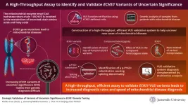 Novel high-efficiency assay promises rapid mitochondrial disease diagnosis