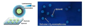 Novel imaging method to visualize respiratory activity of 3D tissue models